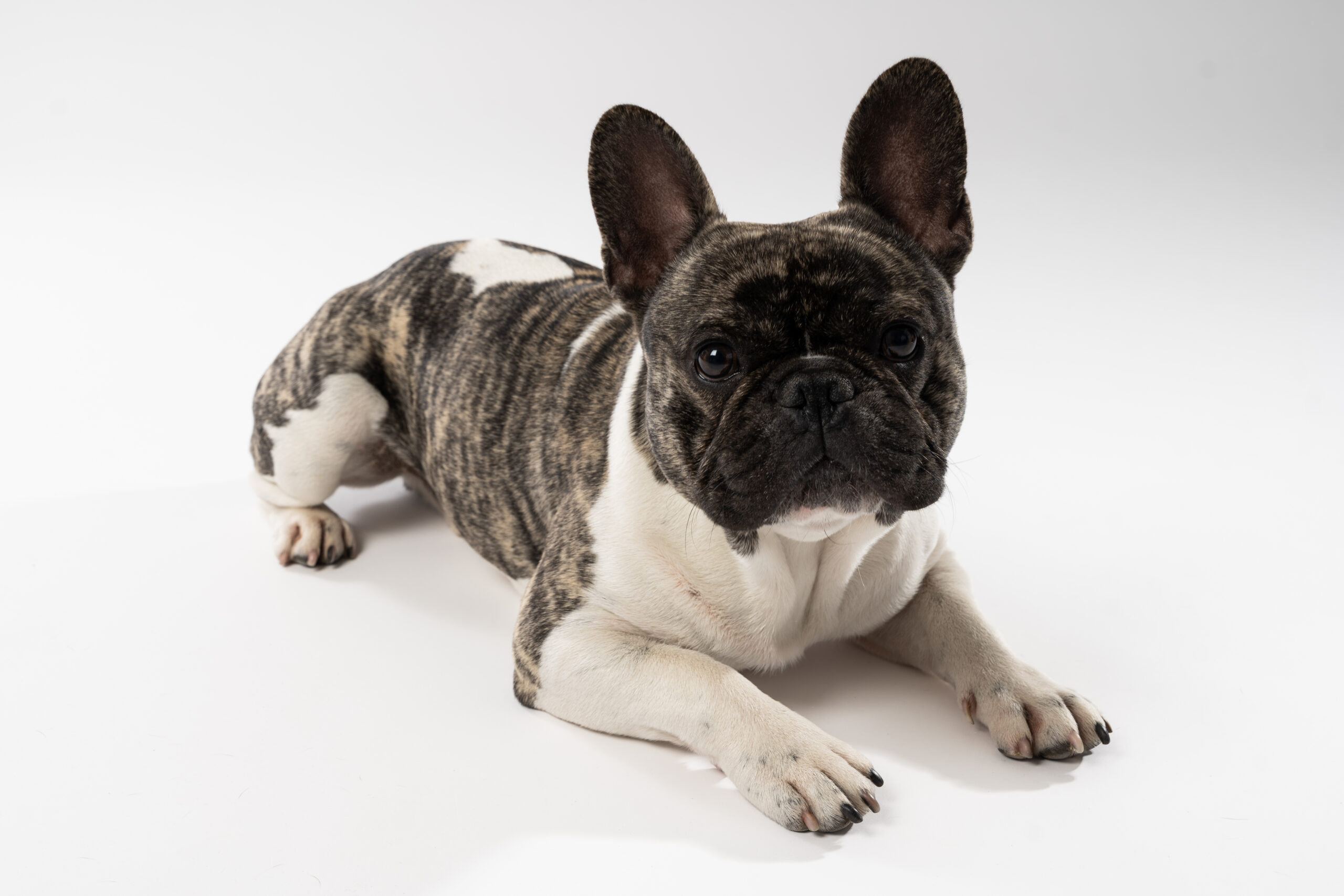 Image gallery marquee